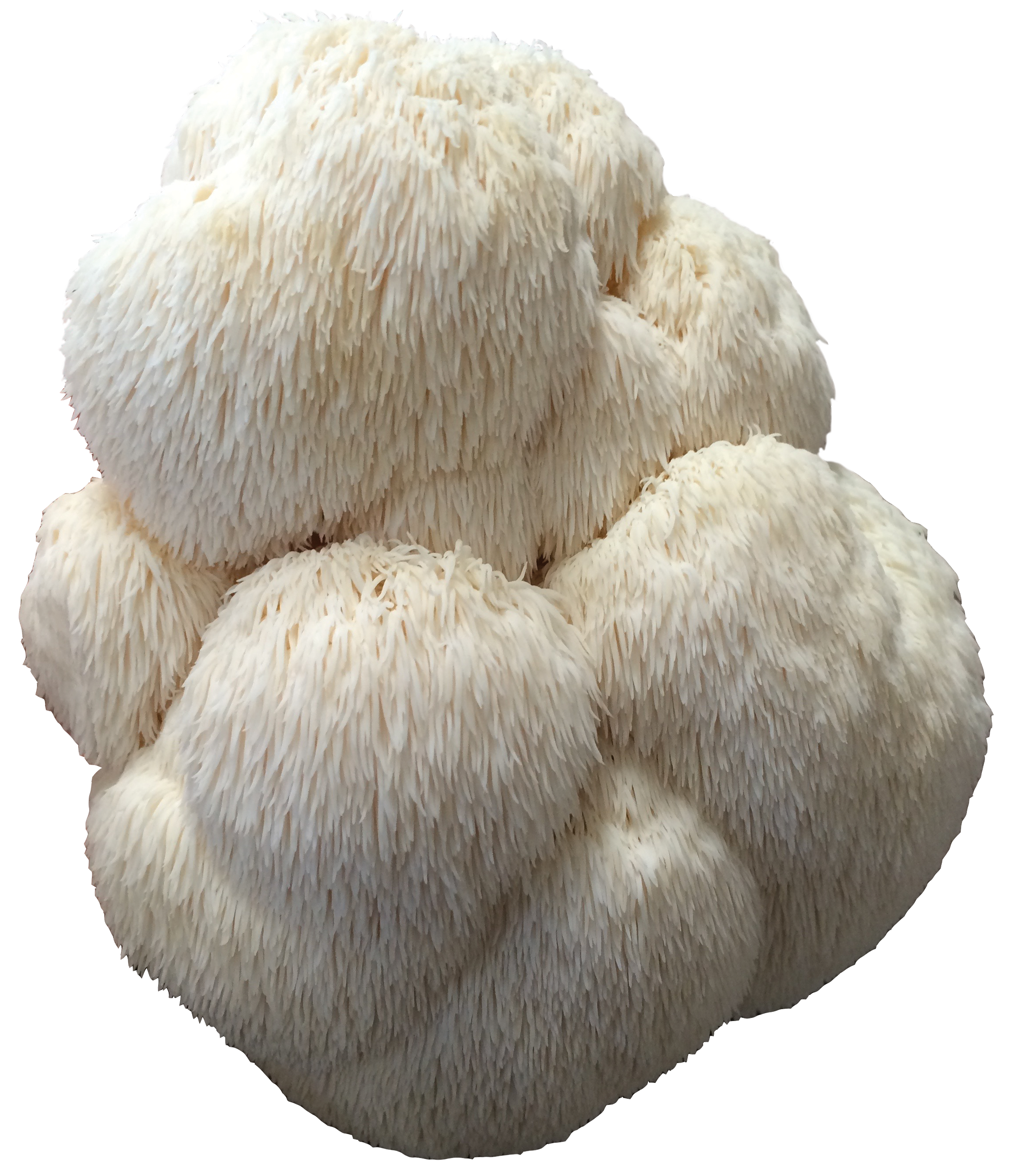 Amazing Lion's Mane