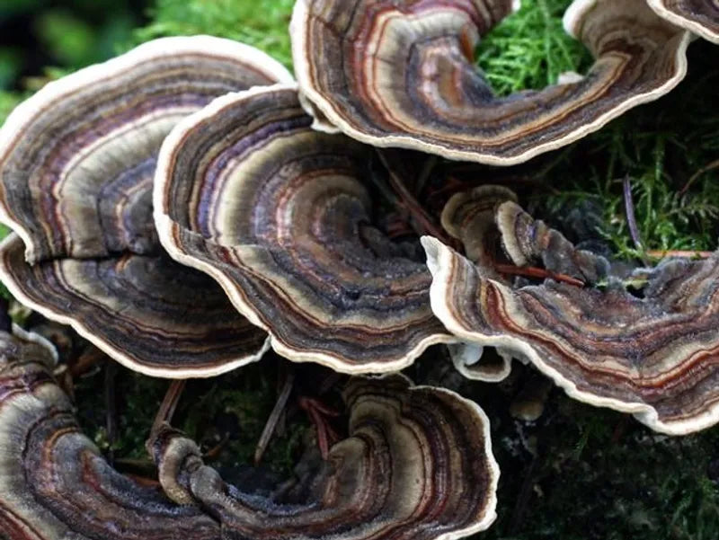 Beautiful Turkey Tail