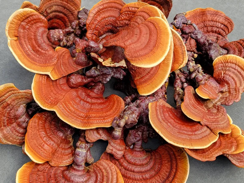 Wonderful REISHI